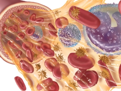 blood flow of human with plasma and cells