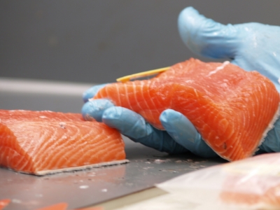 man using rubber gloves holding a piece of salmon meat