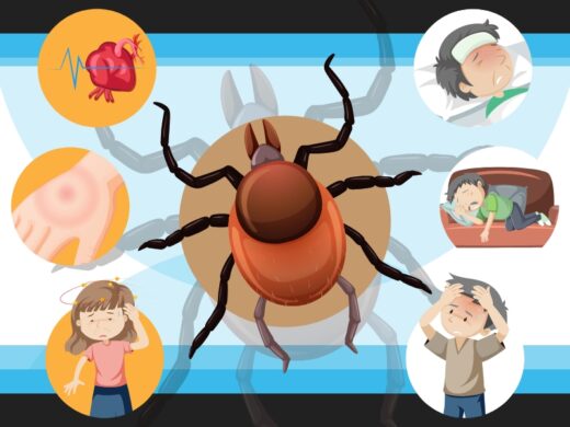 What Disease Do Ticks Carry?